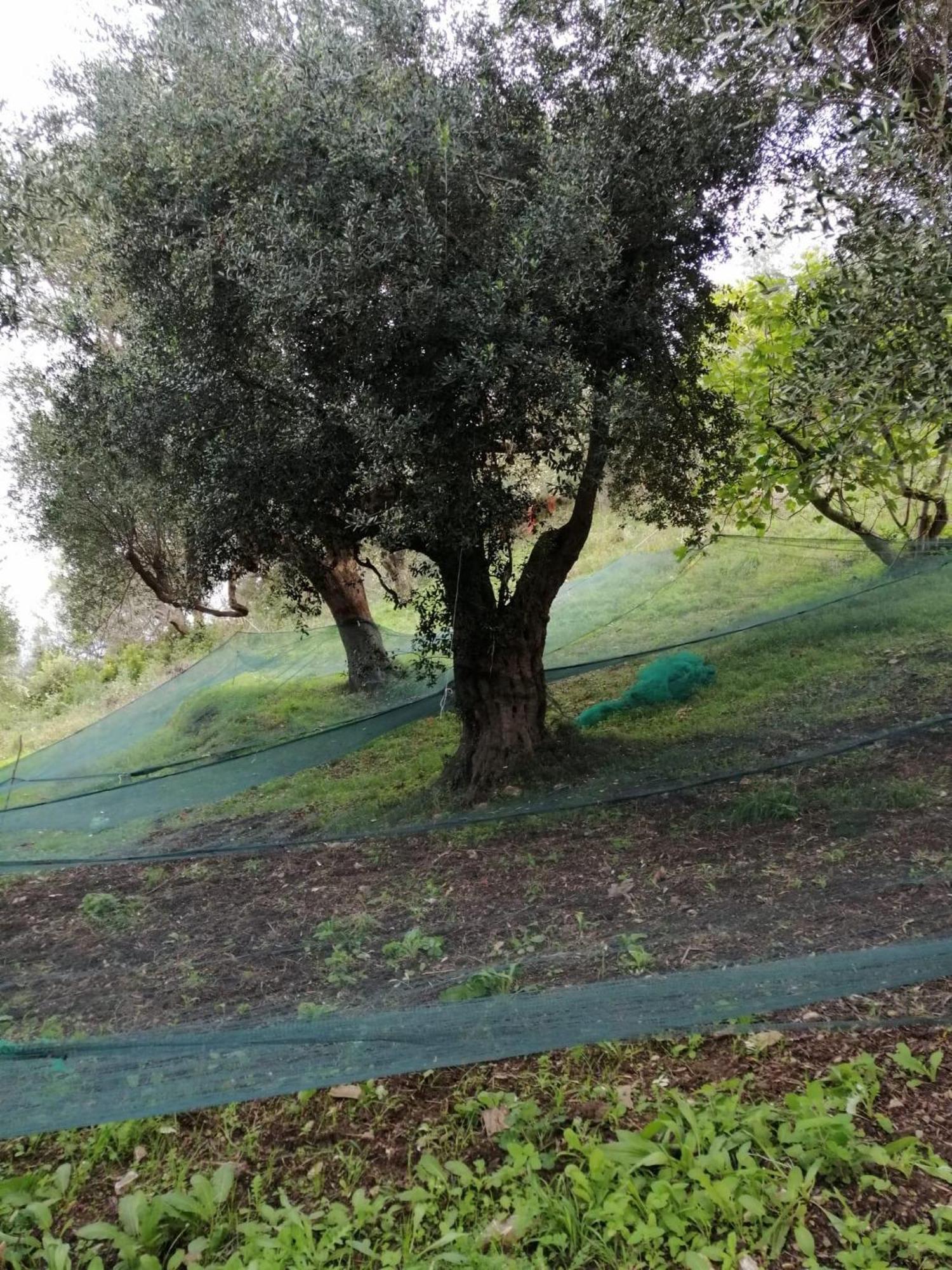 Corte Degli Ulivi Terradura Luaran gambar